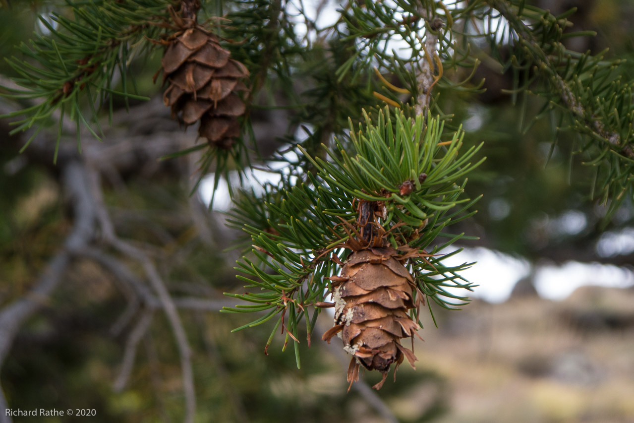 Douglas Fir