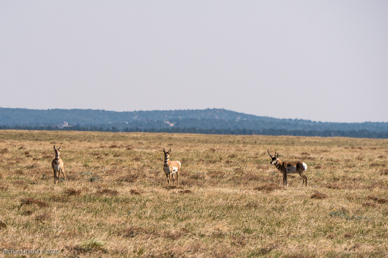 Pronghorn