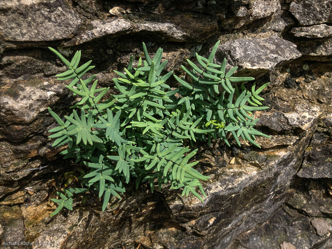 Cliff Brake Fern