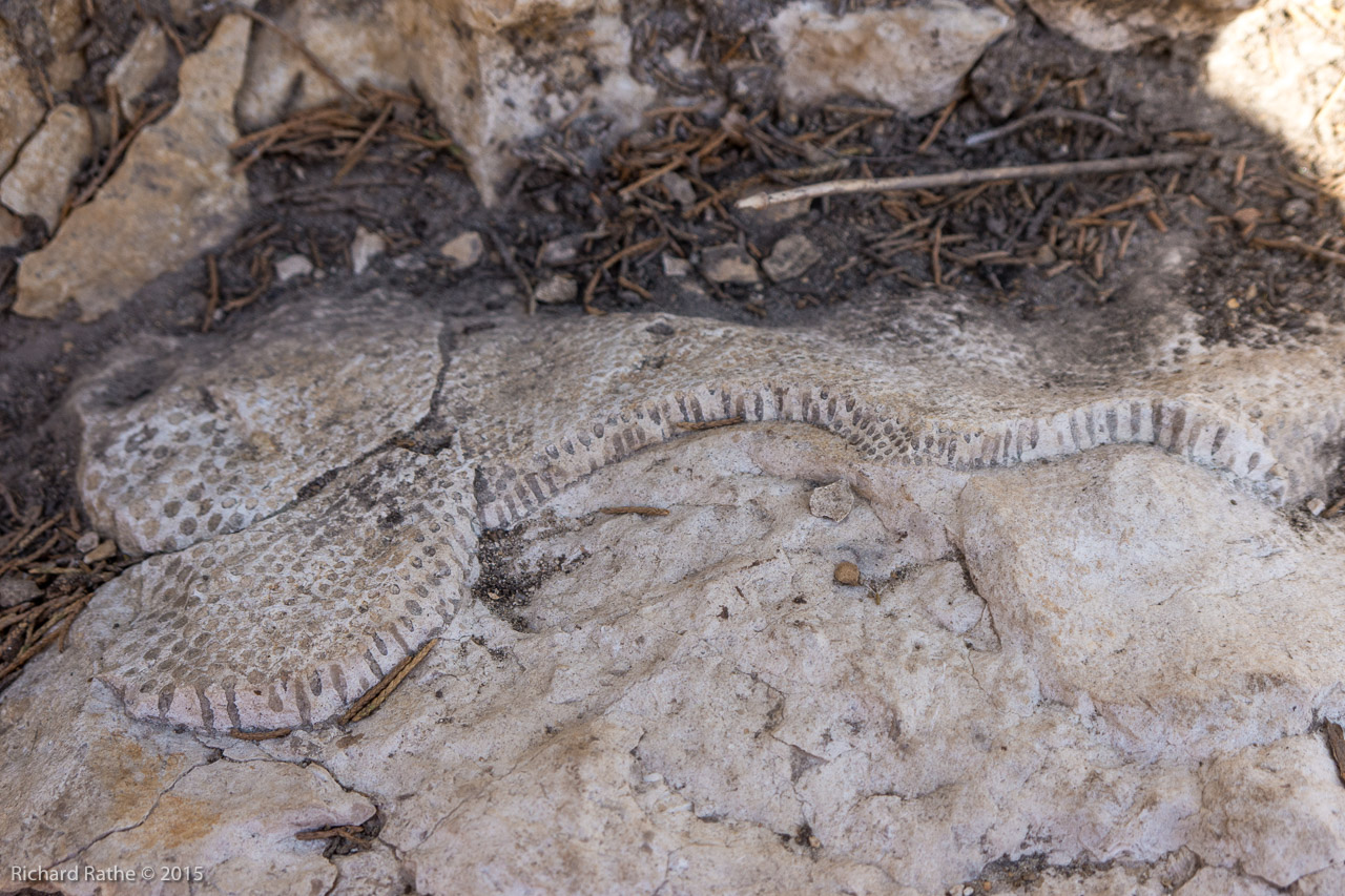 Fossilized Coral Reef