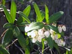19-flowers-on-cypress