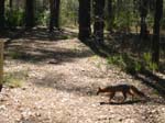24-gray-fox