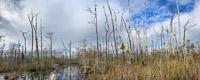 028 Okefenokee 2021 Panorama 