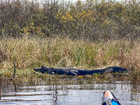 1015 Okefenokee 2024 