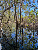1041 Okefenokee 2024 