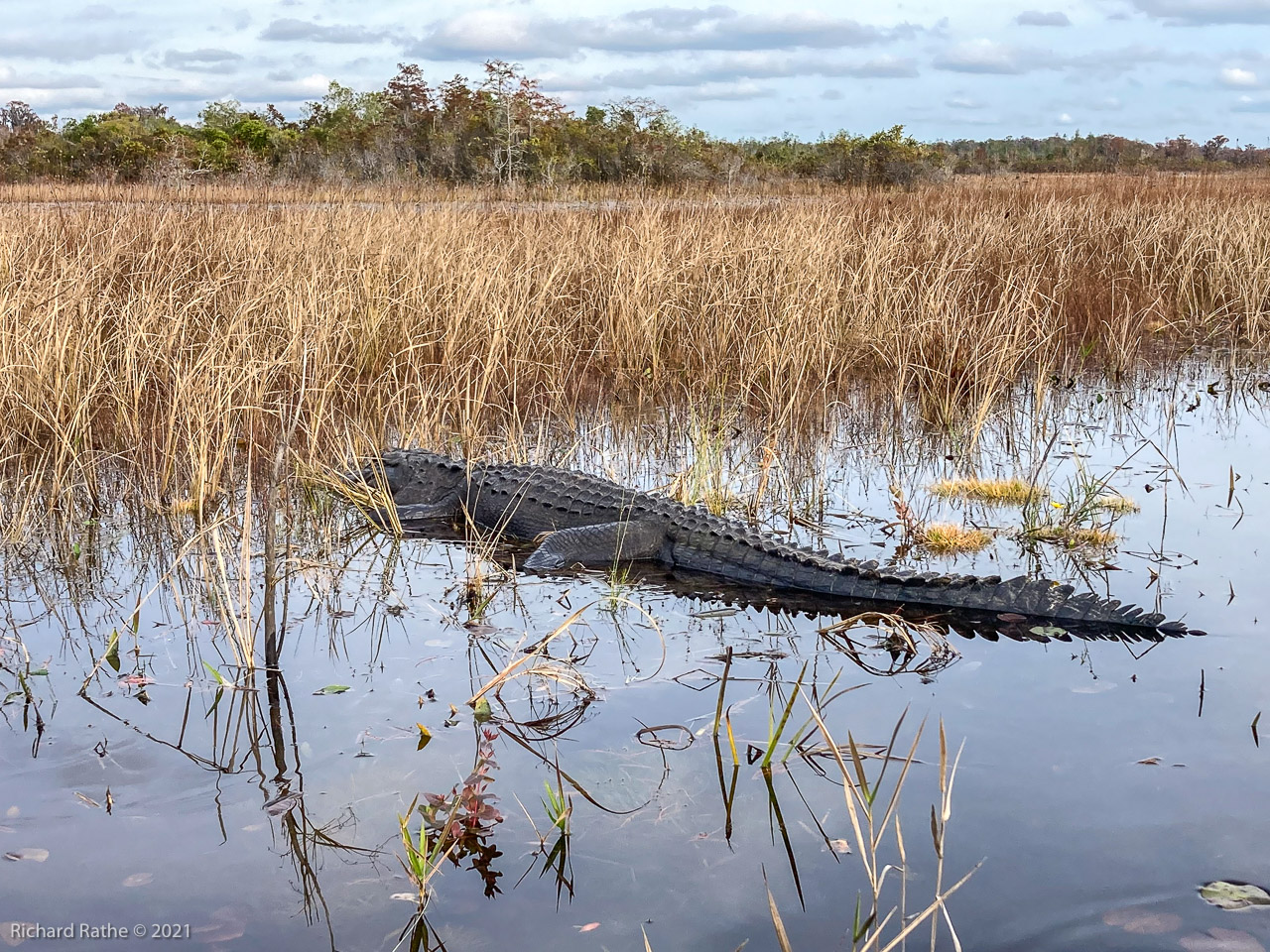 Alligator