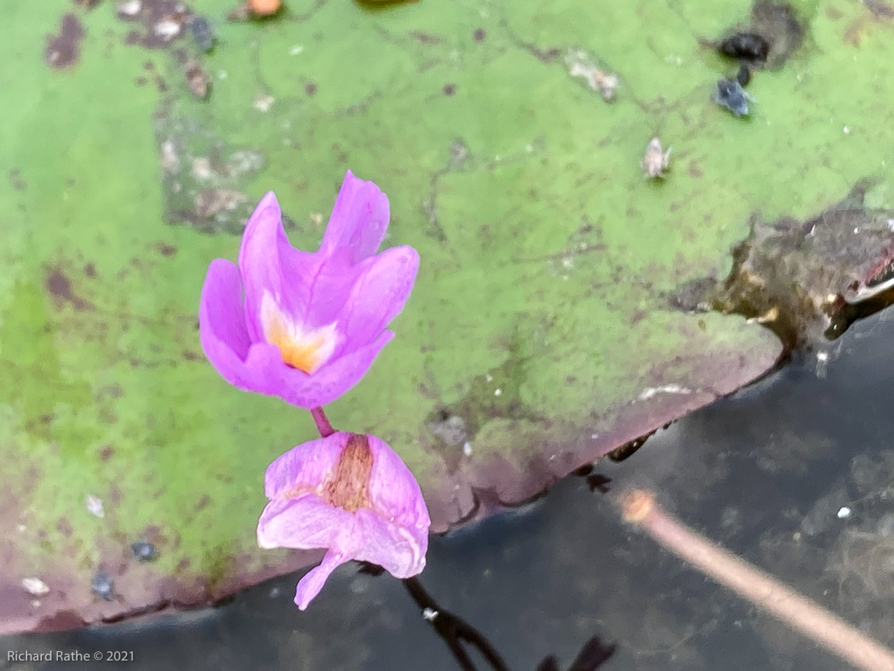 Purple Bladderwort