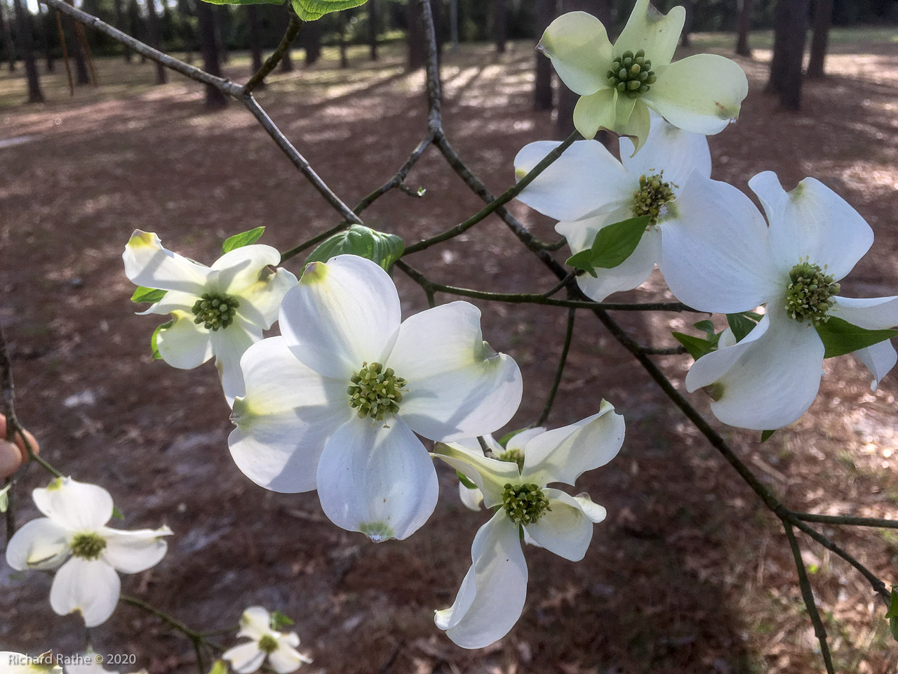 Dogwood