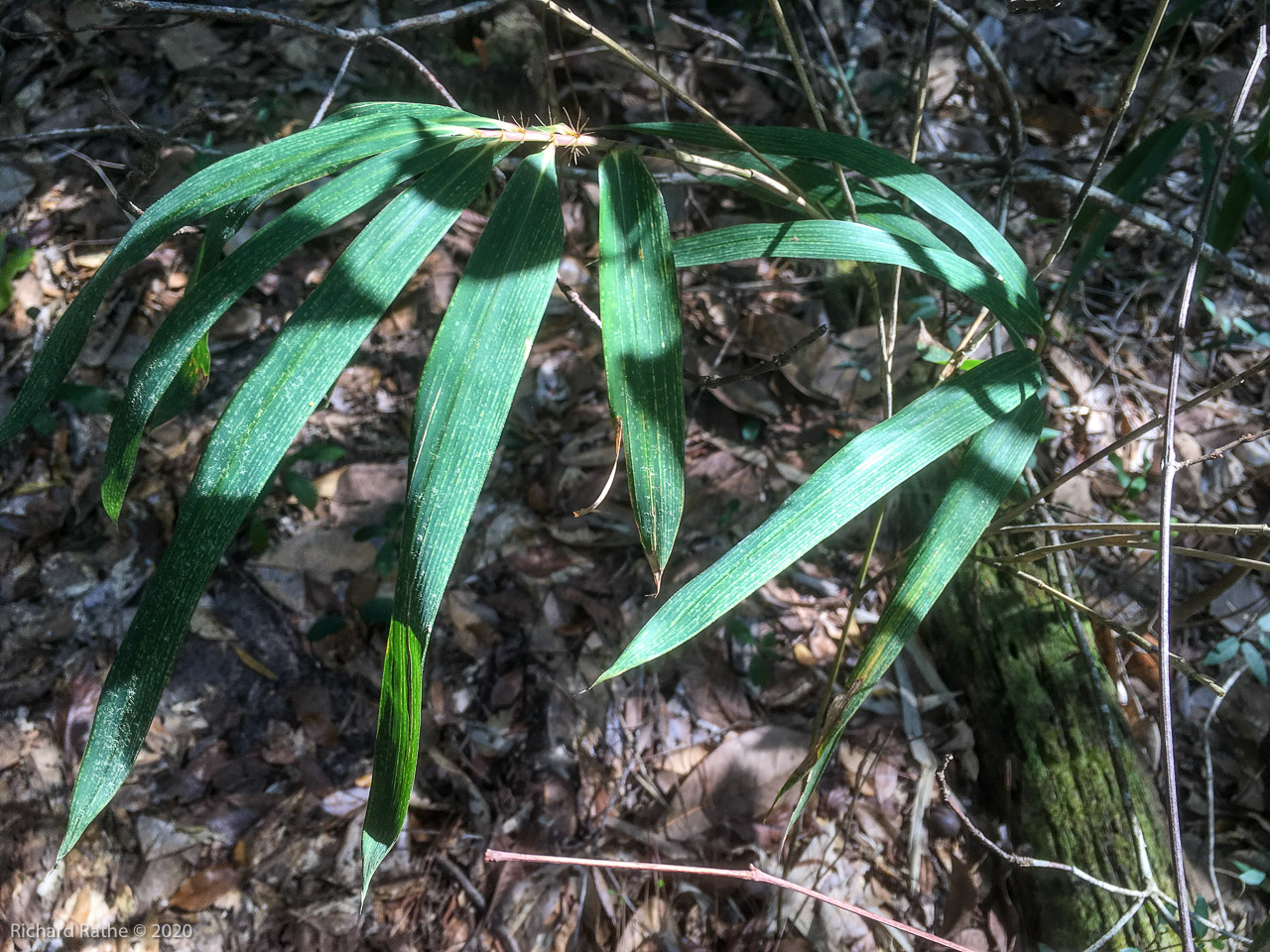 Native Bamboo