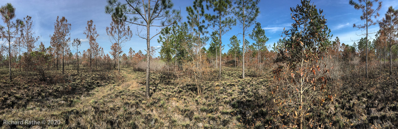 Recent Prescribed Burn