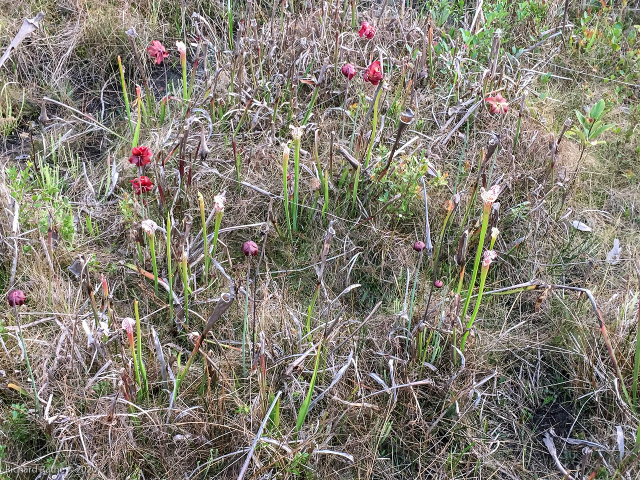 White-Top Pitcher Plant