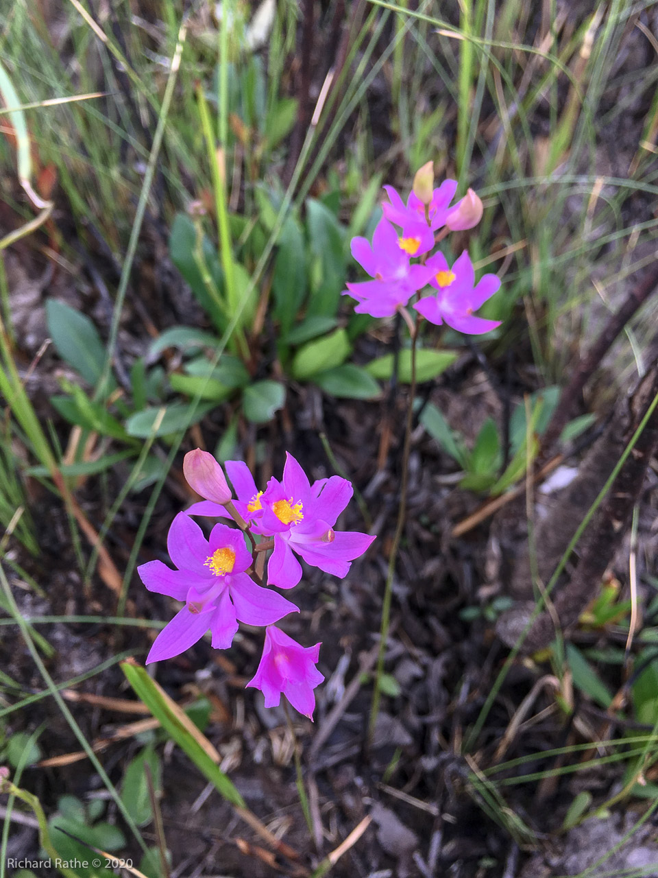 Grass Pink Orchid