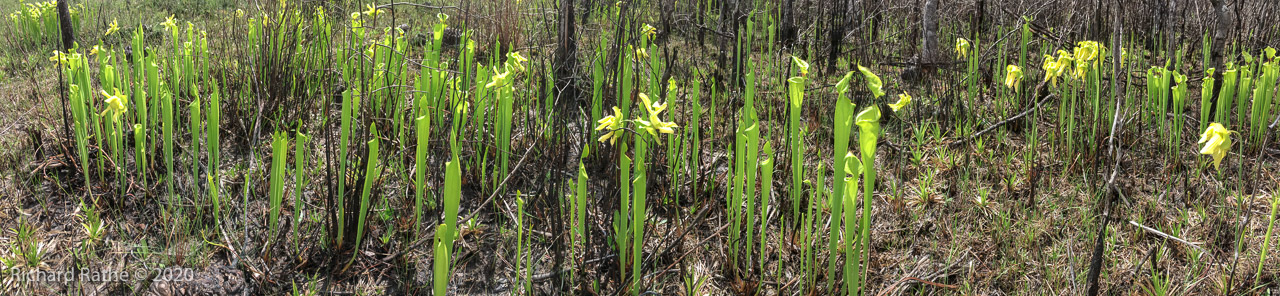 Trumpet-Leaf Pitcher Plant