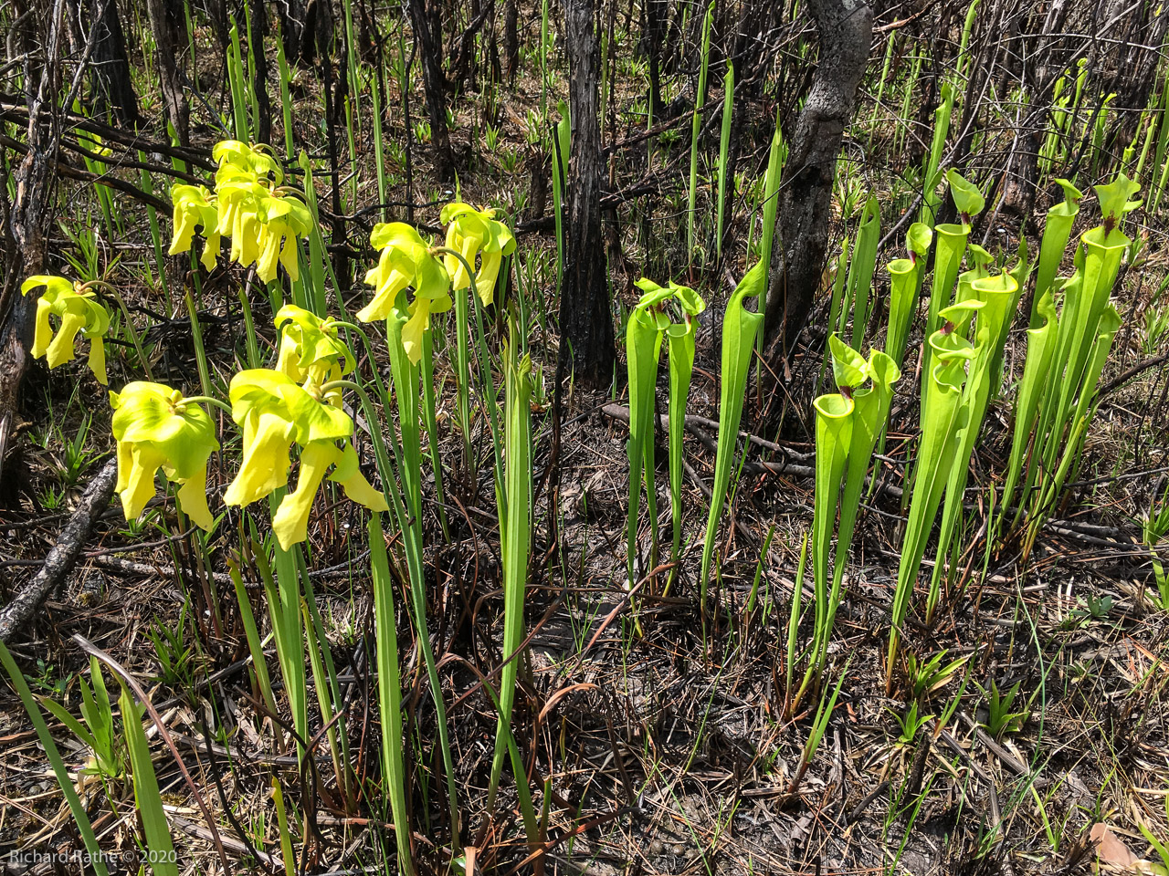 Trumpet-Leaf Pitcher Plant