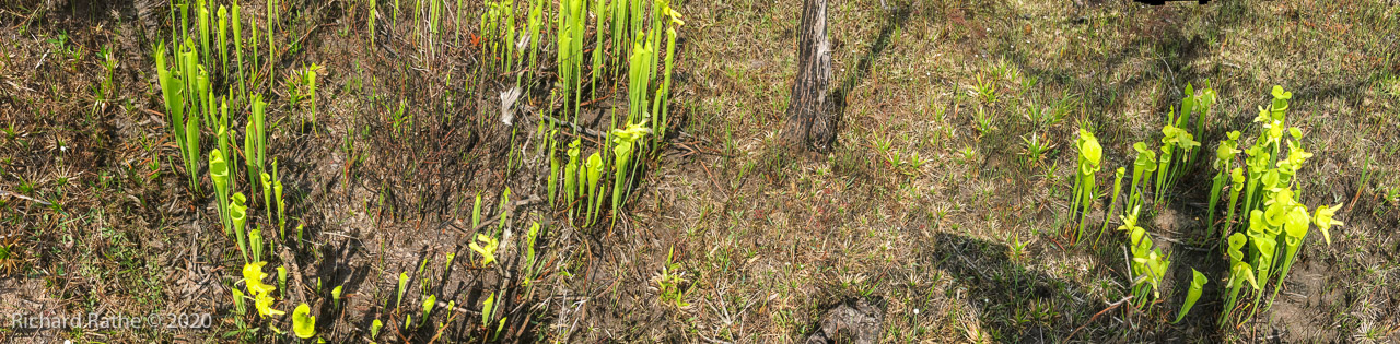 Trumpet-Leaf Pitcher Plant