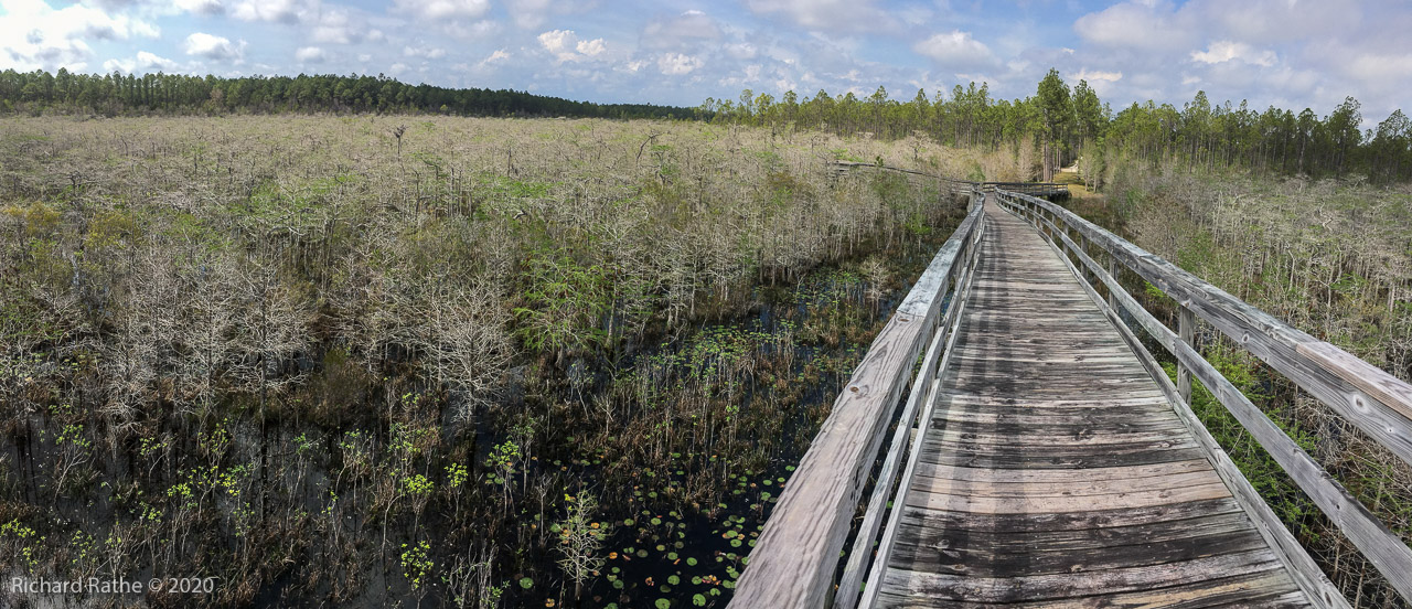 Tate's Hell Dwarf Cypress Boardwalk