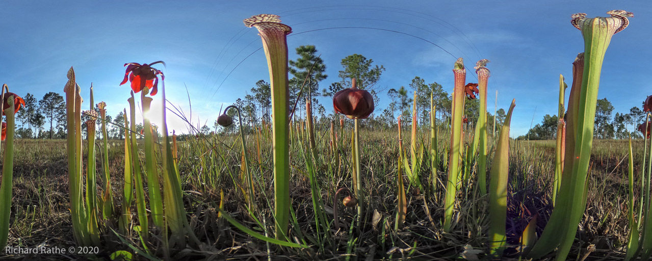 White-Top Pitcher Plant