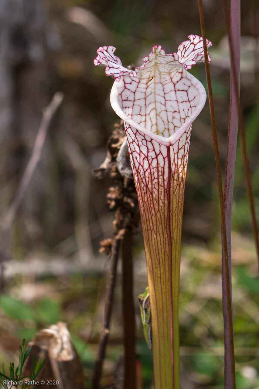 White-Top Pitcher Plant