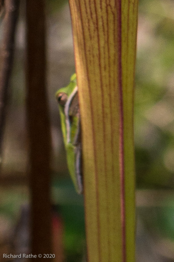 Green Tree Frog on White-Top Pitcher Plant