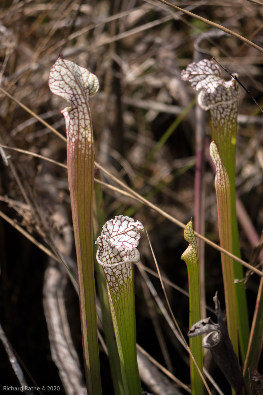 White-Top Pitcher Plant