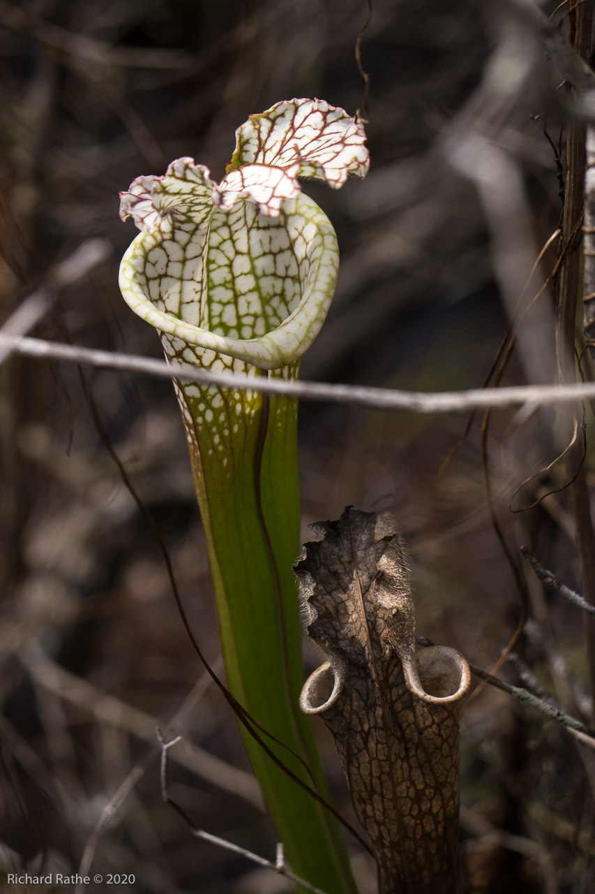 White-Top Pitcher Plant