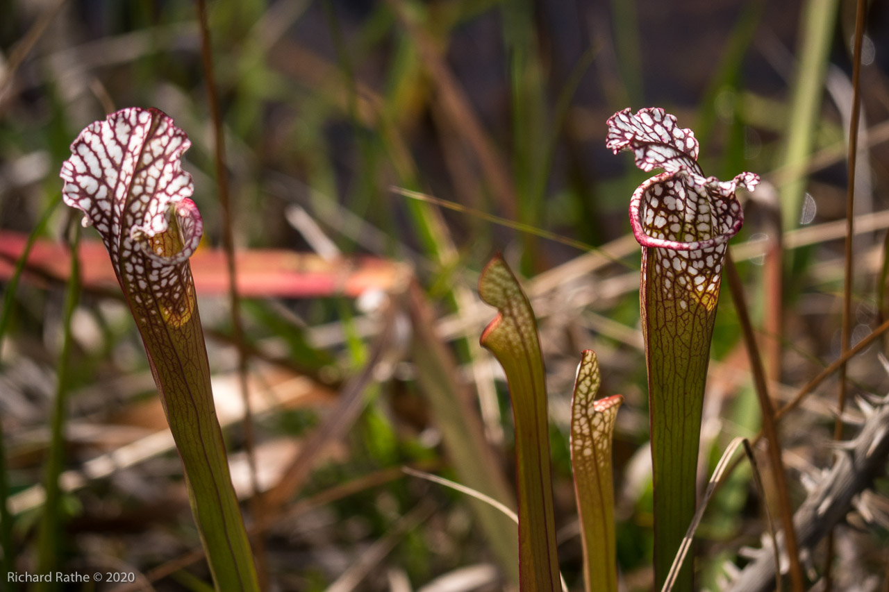 White-Top Pitcher Plant