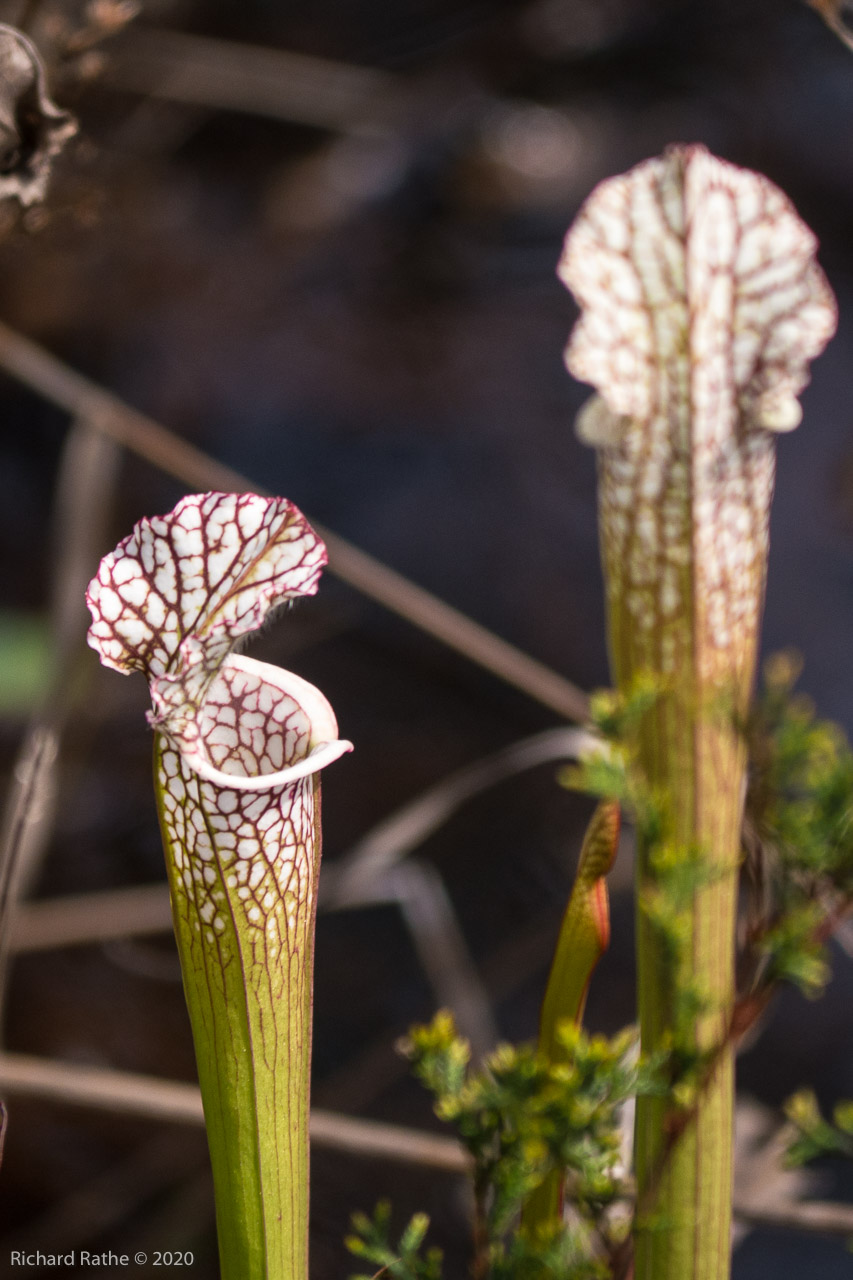 White-Top Pitcher Plant