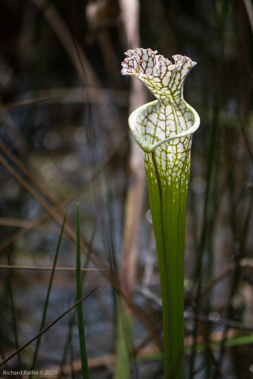 White-Top Pitcher Plant