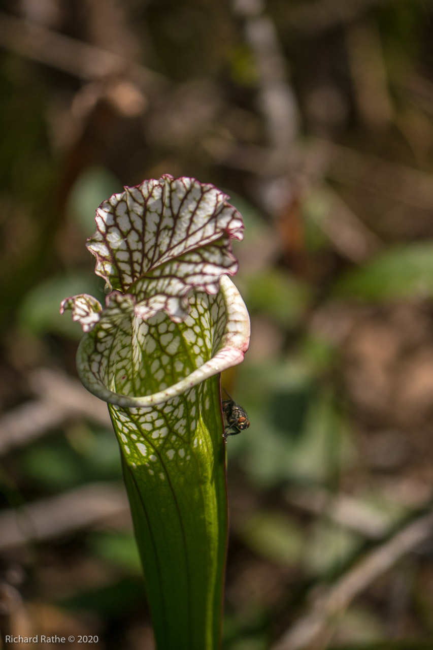 White-Top Pitcher Plant