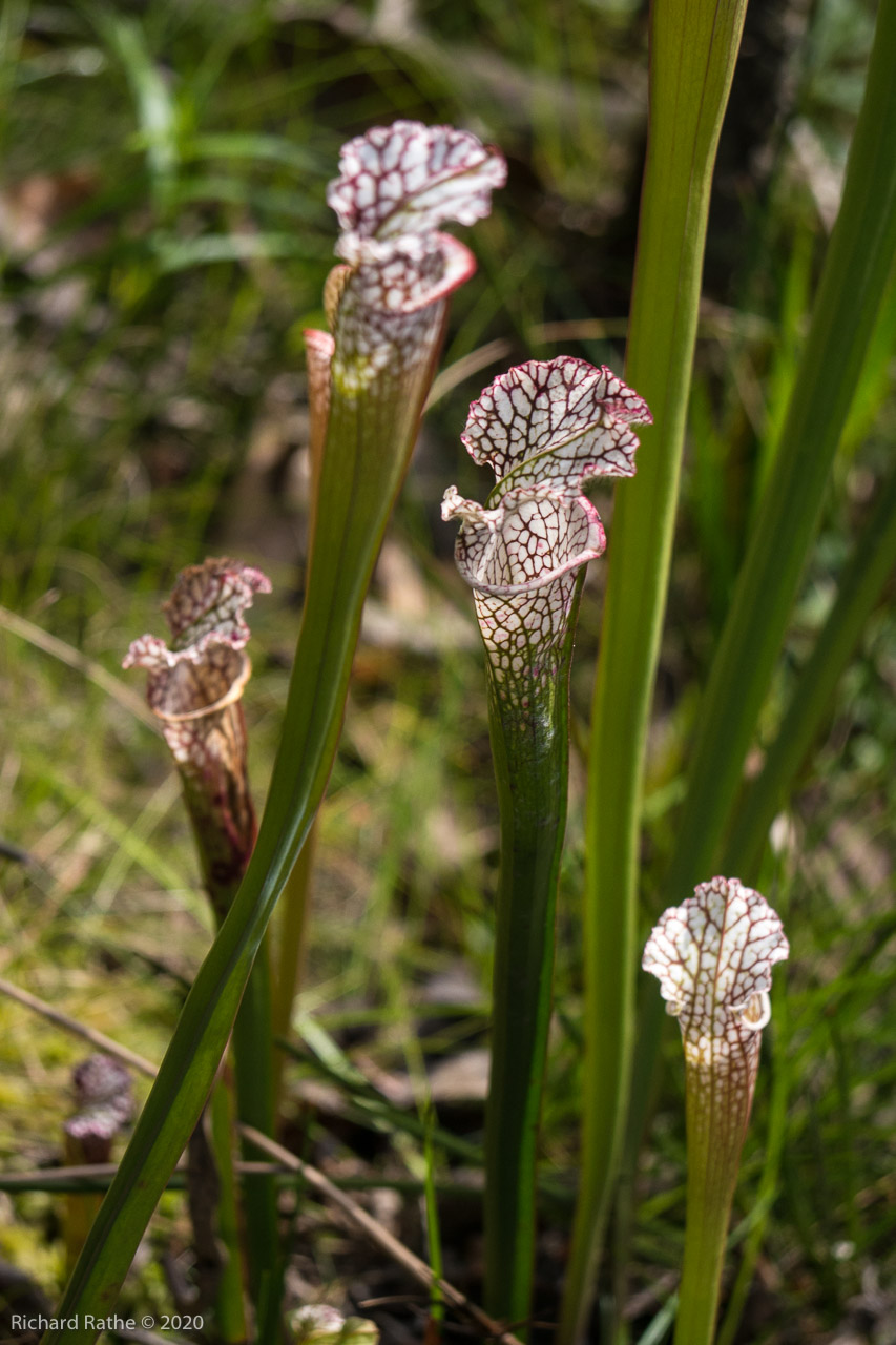 White-Top Pitcher Plant