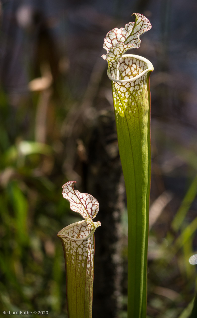 White-Top Pitcher Plant