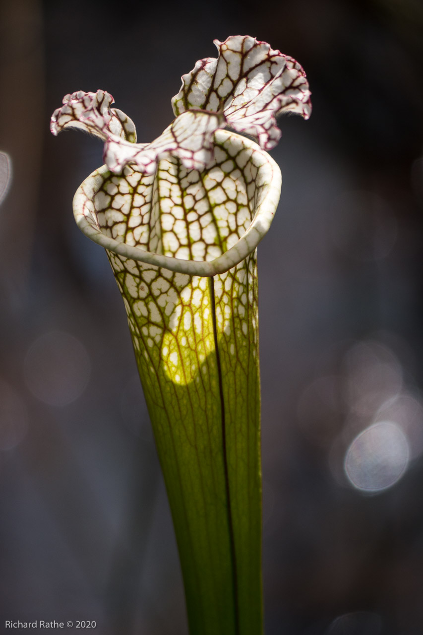 White-Top Pitcher Plant