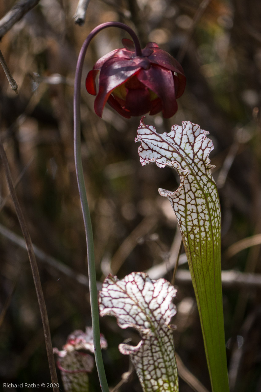 White-Top Pitcher Plant