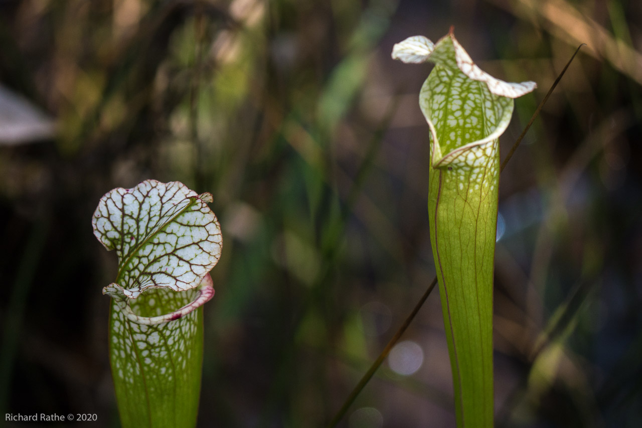 White-Top Pitcher Plant