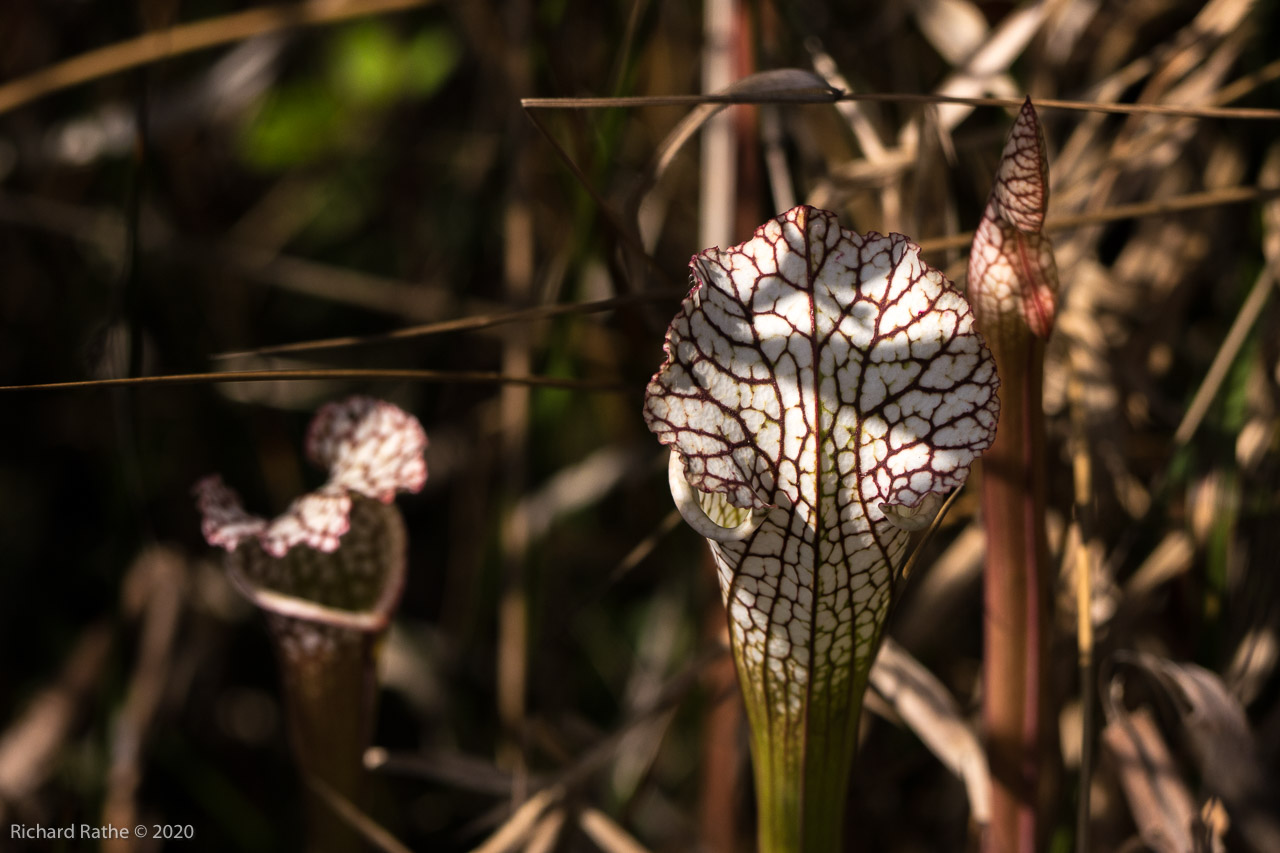 White-Top Pitcher Plant