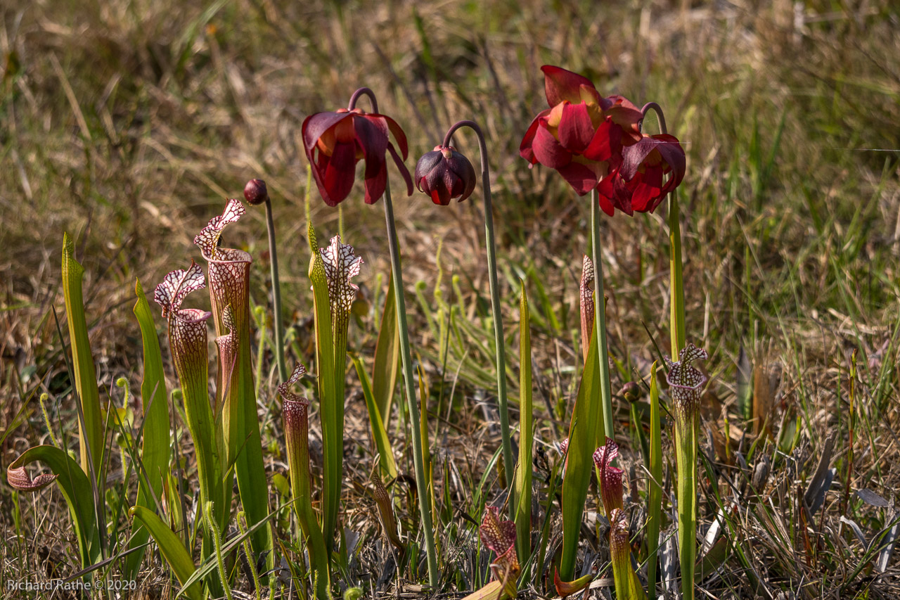 White-Top Pitcher Plant