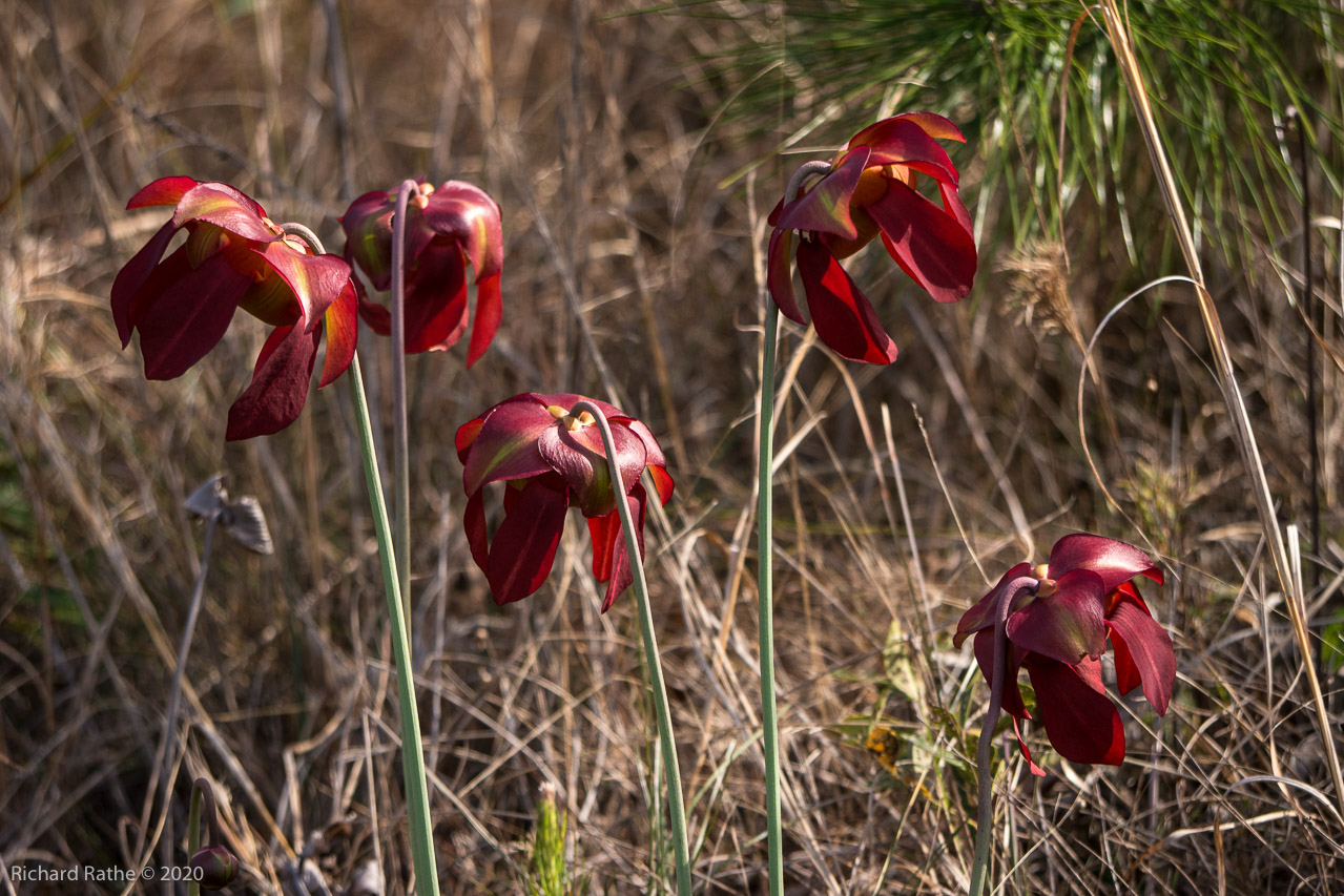 White-Top Pitcher Plant