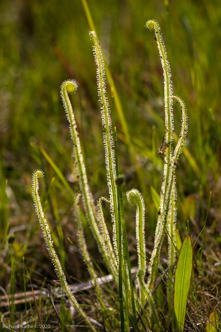 Threadleaf Sundew