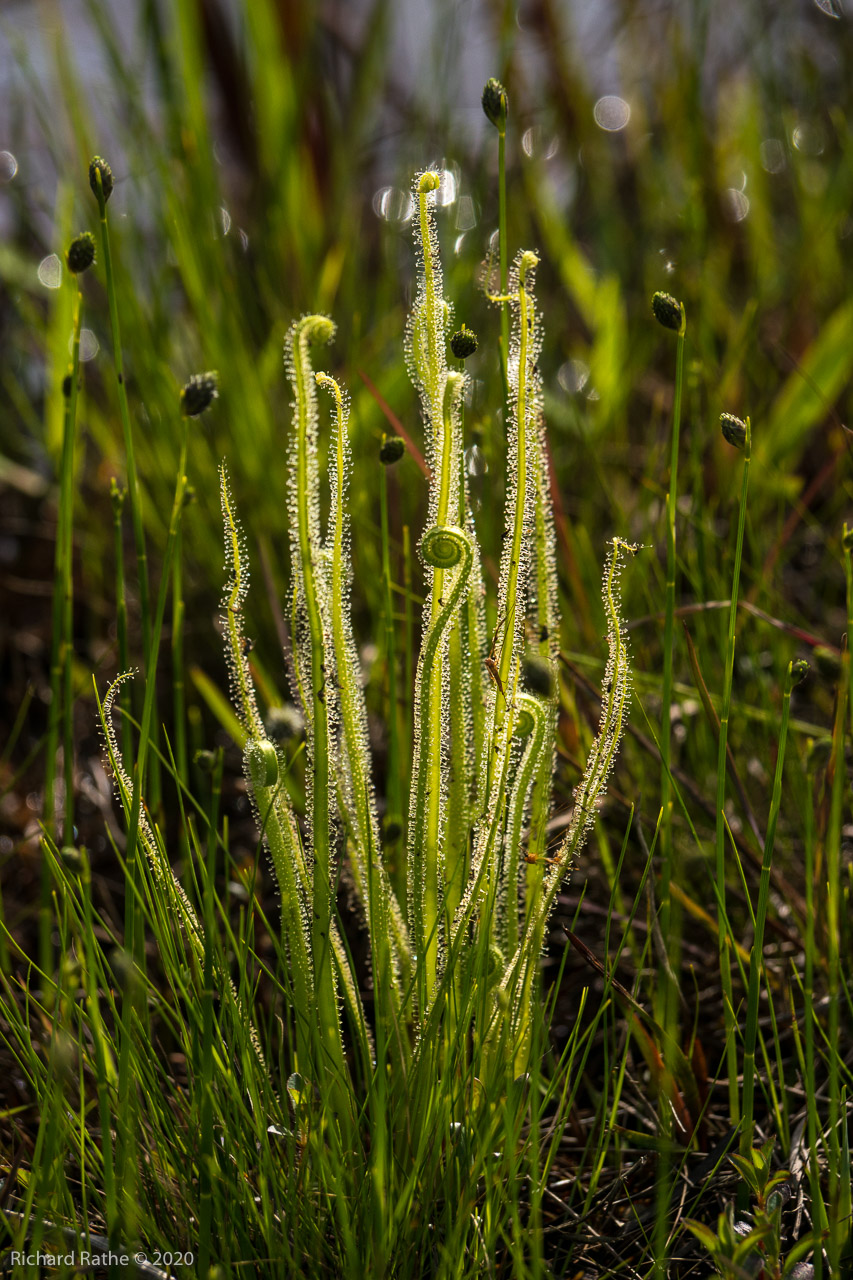 Threadleaf Sundew