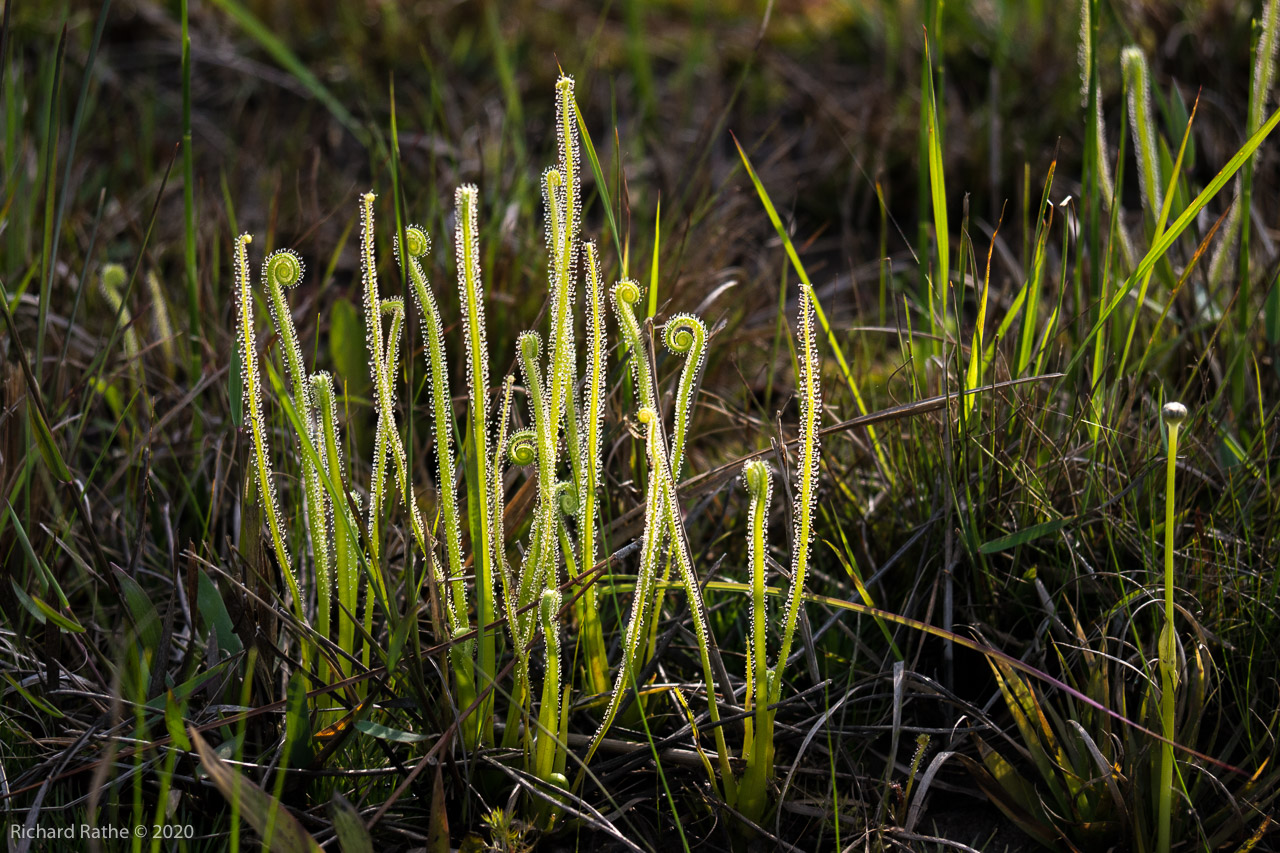 Threadleaf Sundew