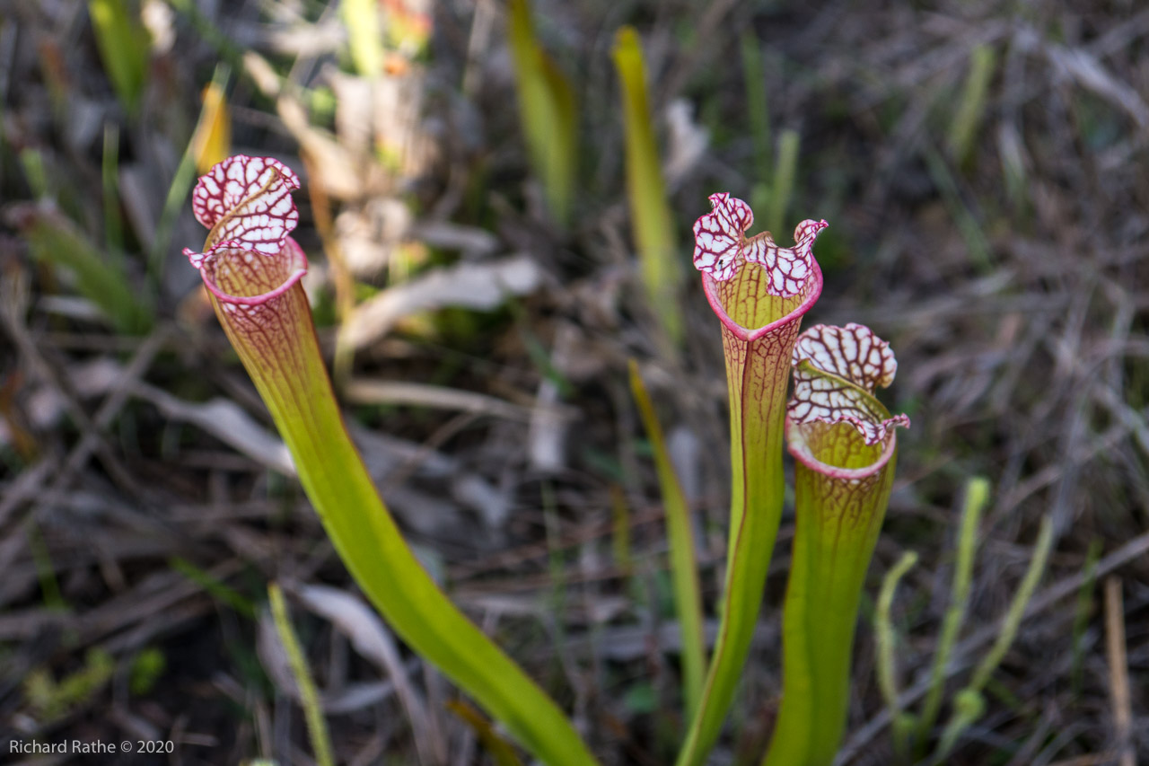 White-Top Pitcher Plant