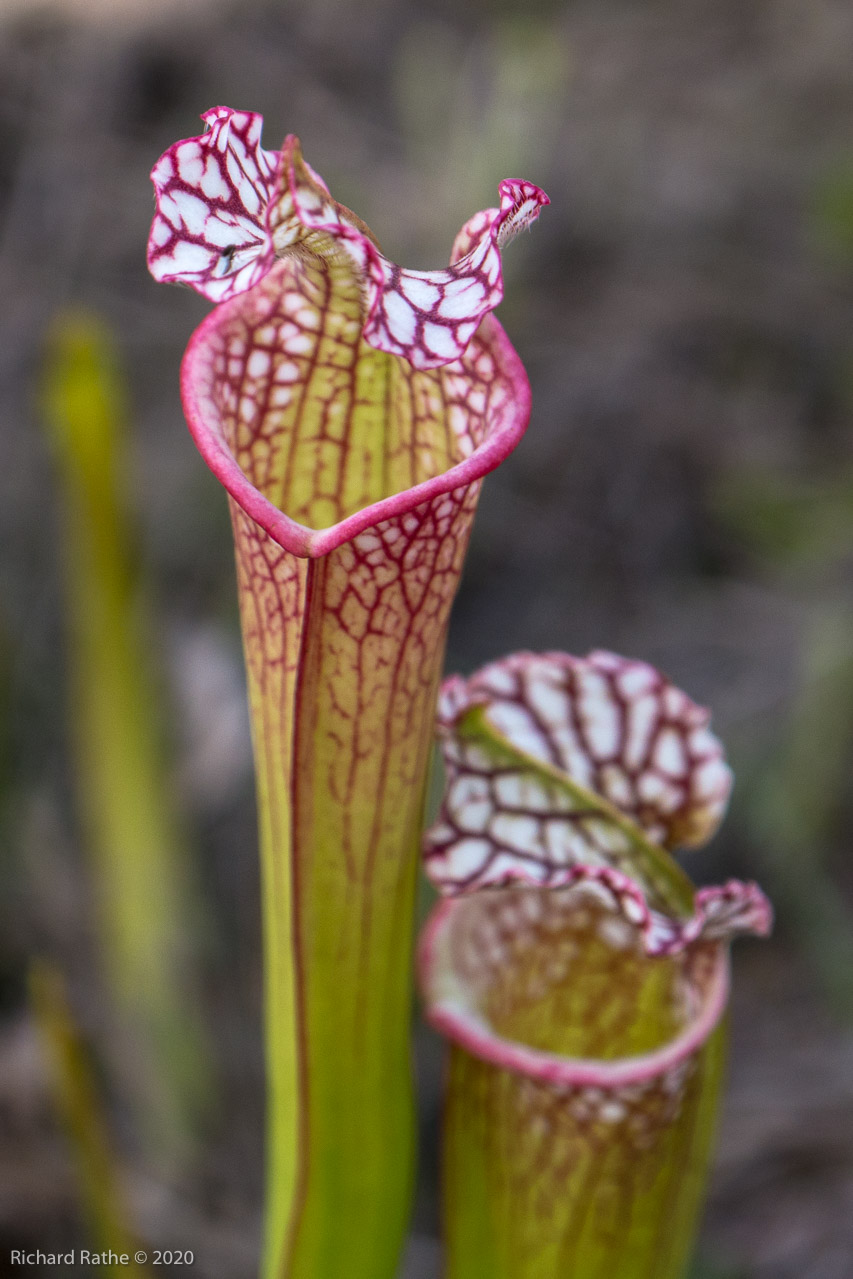 White-Top Pitcher Plant