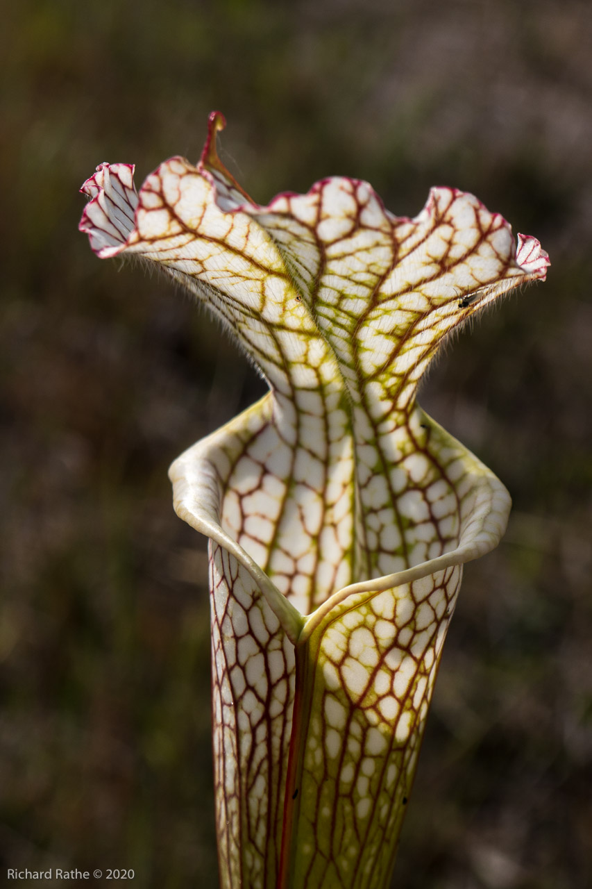 White-Top Pitcher Plant