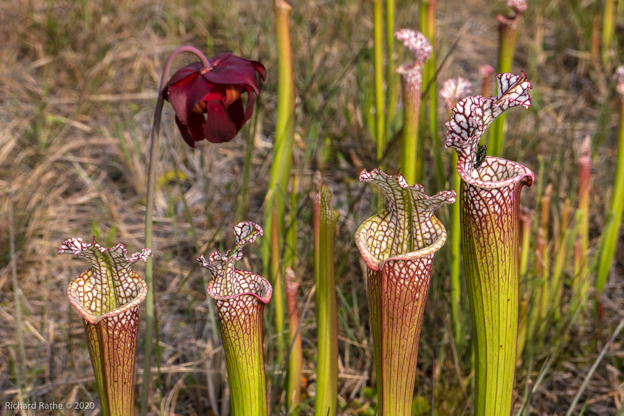 White-Top Pitcher Plant