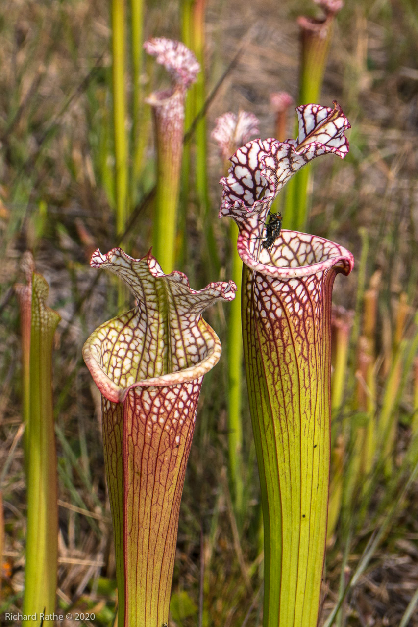 White-Top Pitcher Plant