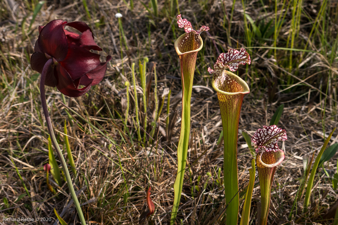 White-Top Pitcher Plant