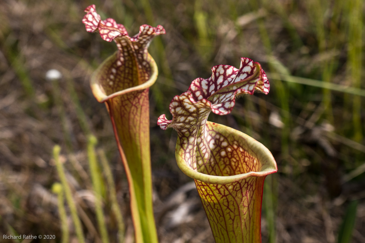 White-Top Pitcher Plant