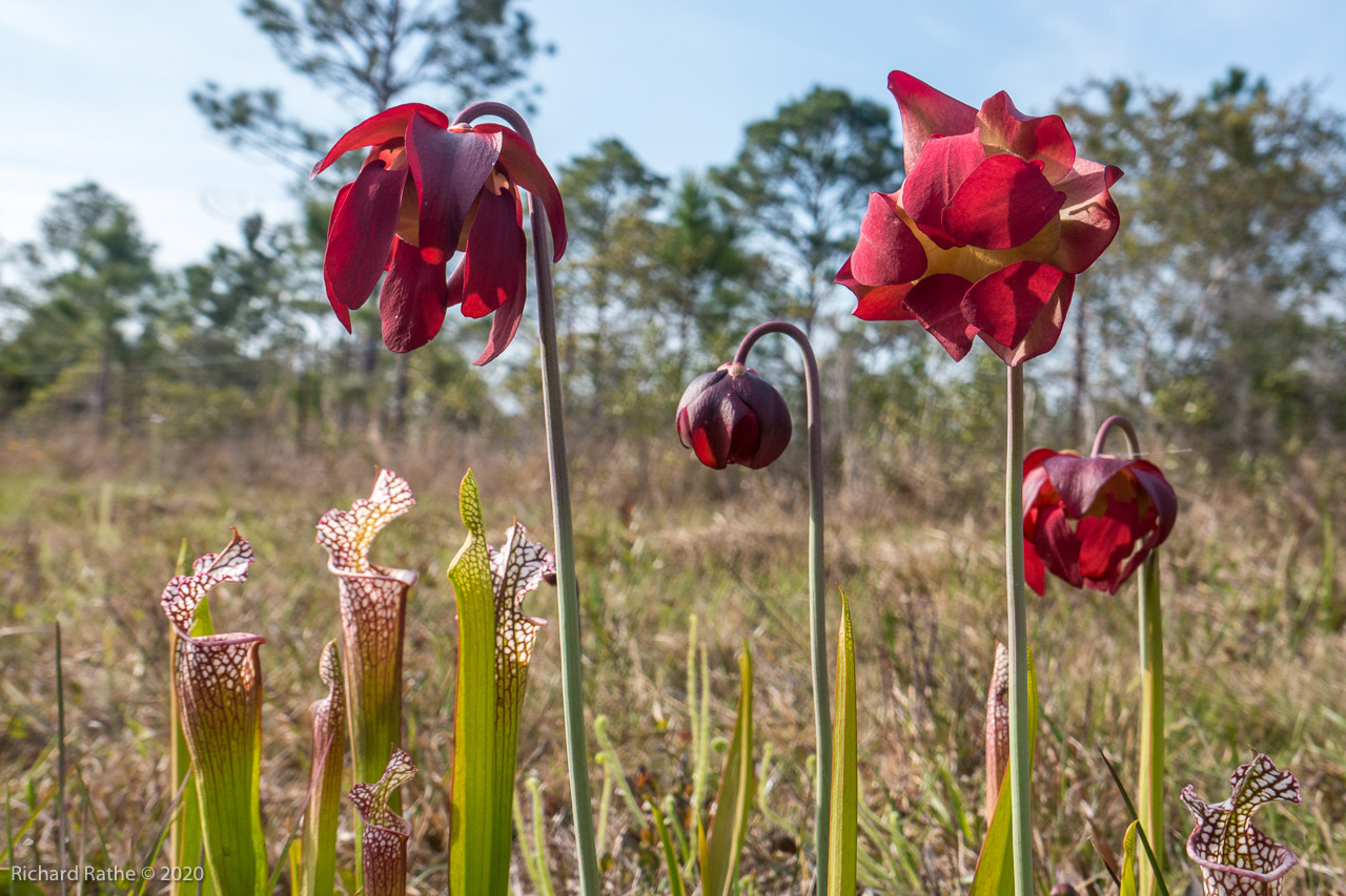 White-Top Pitcher Plant