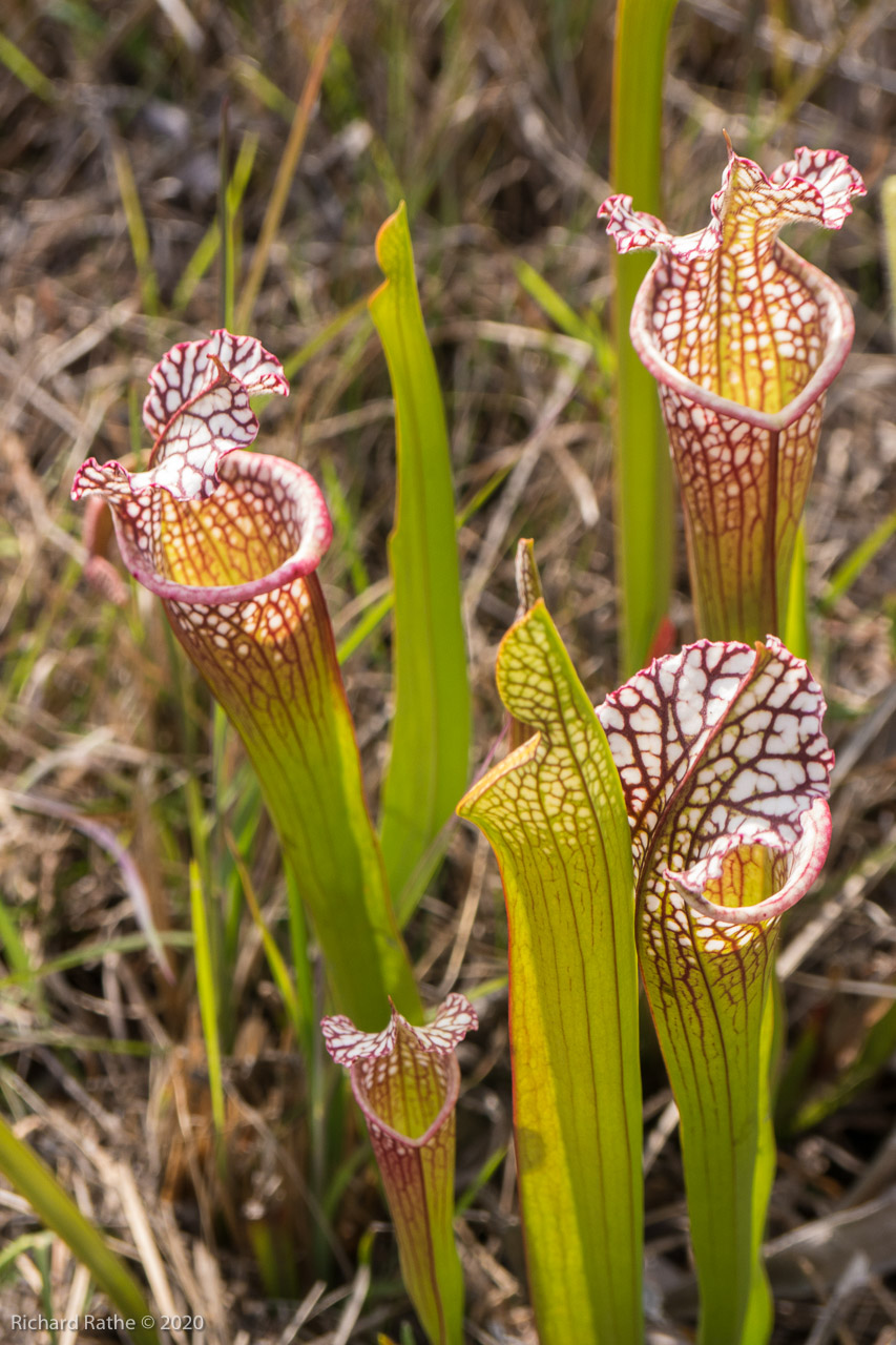 White-Top Pitcher Plant