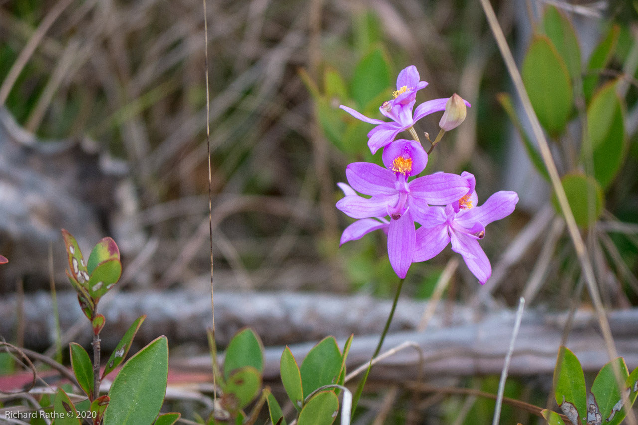 Grass Pink Orchid